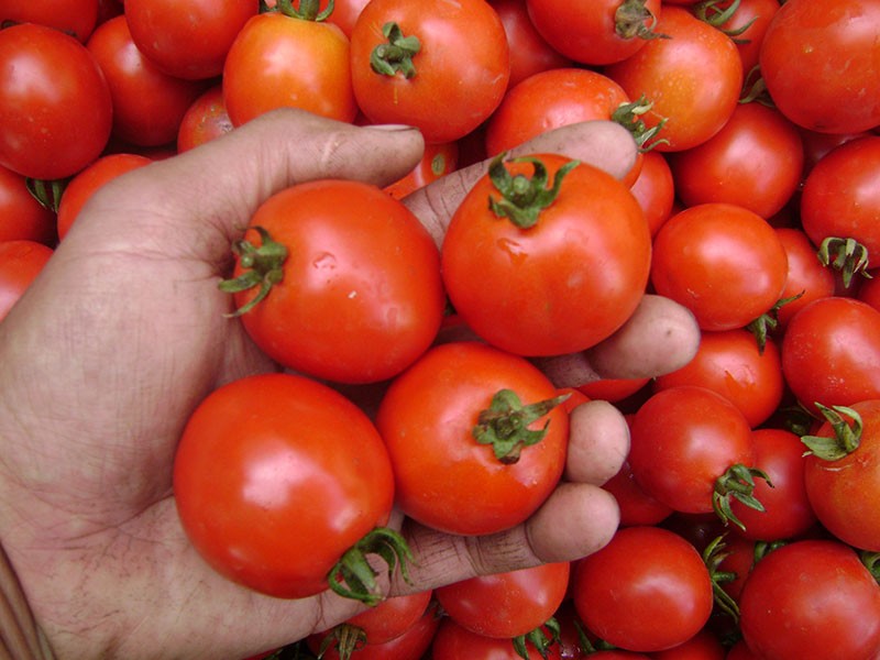 variedad de tomate de alto rendimiento