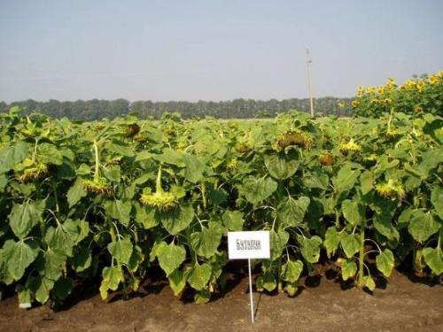 champ de tournesol