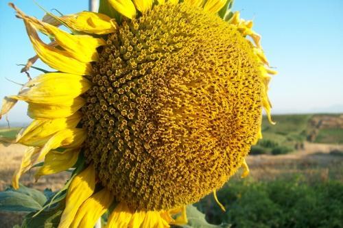 tournesol buzuluk