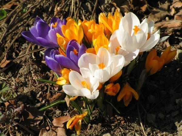 crocus précoces