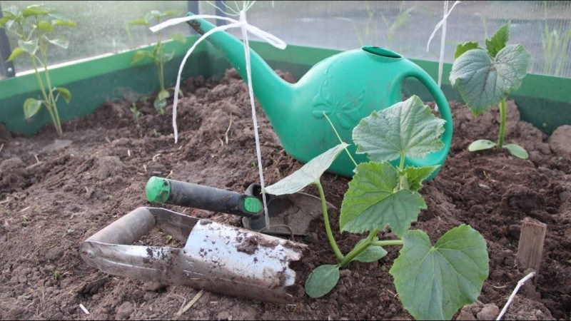 el momento de plantar pepinos en el invernadero sin calefacción