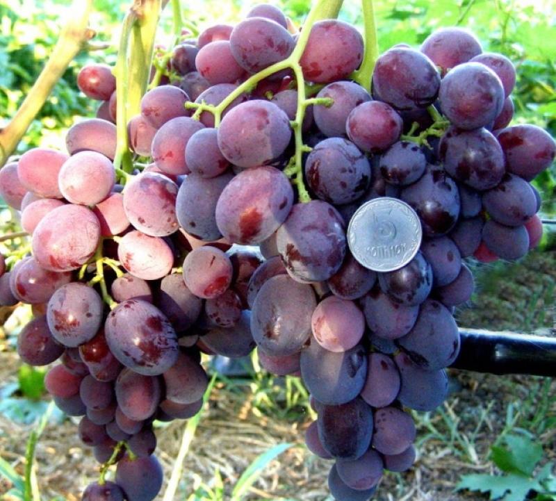 vendanges aube aube