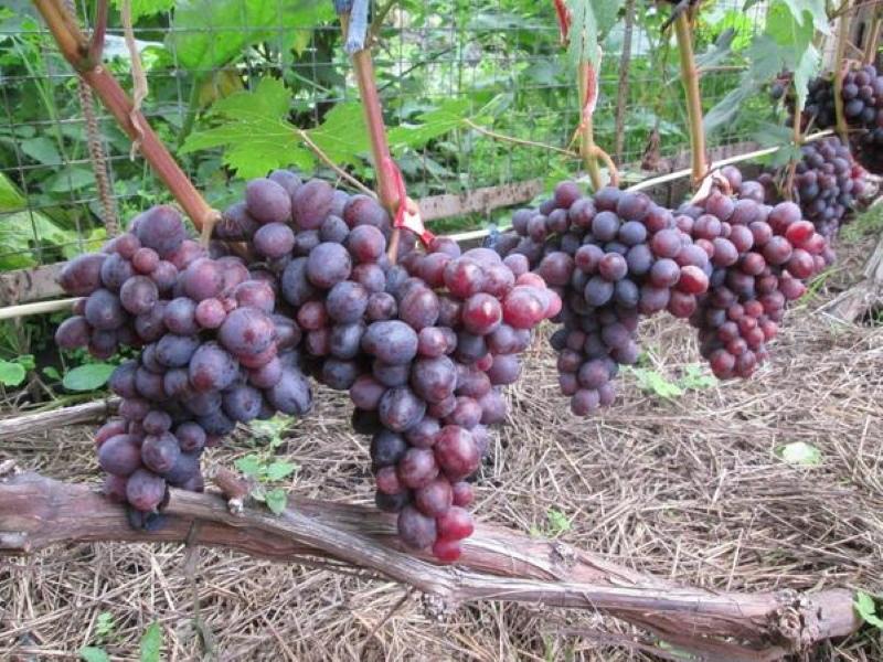 uvas amanecer unlight variedad descripción pros y contras