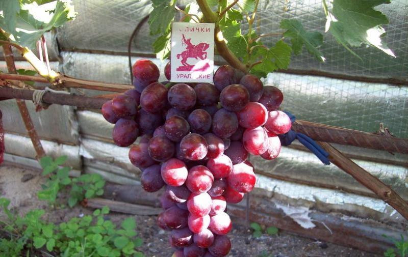 uvas amanecer unlight variedad descripción foto