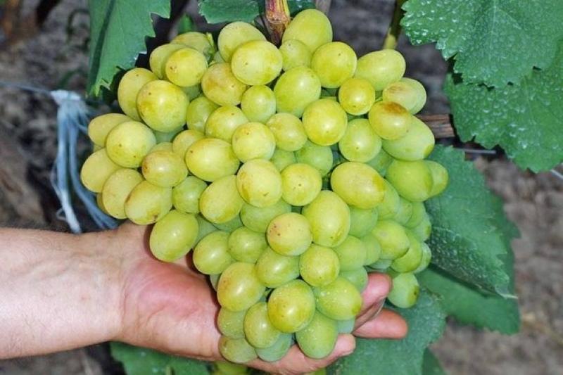 racimo de uvas galahad