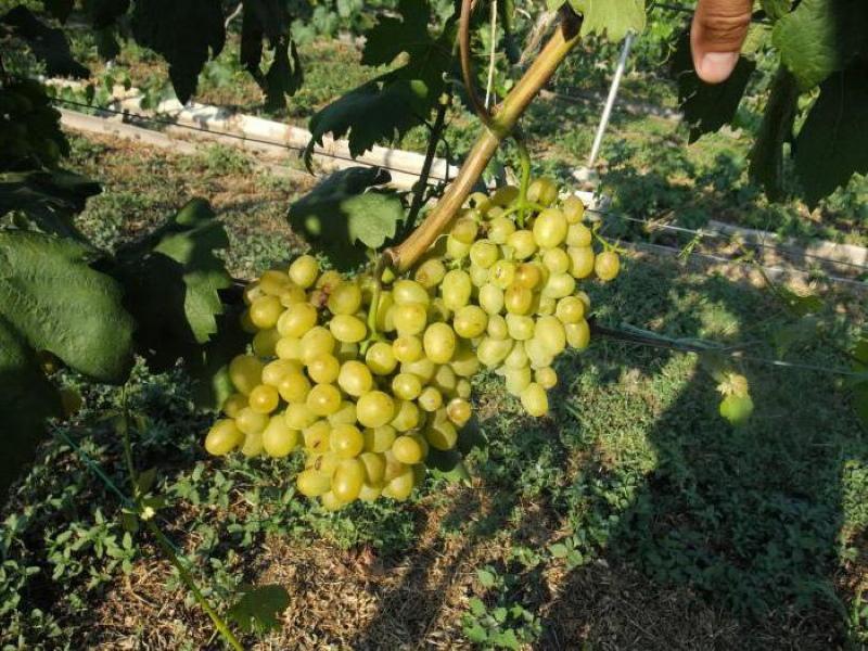 Descripción de la variedad de uvas Galahad pros y contras