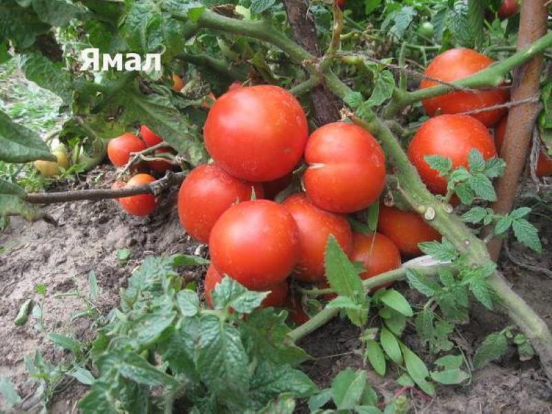 Buisson de tomates Yamal