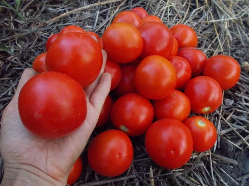 Caractéristiques de la tomate Yamal et description de la variété