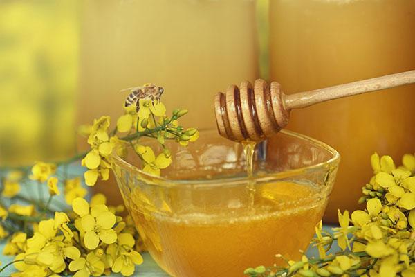 Beneficios y daños de la miel de colza