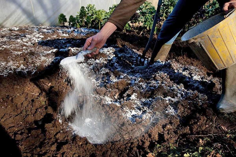 désoxydation du sol en automne avec de la chaux