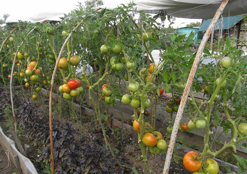 cultivar tomates sin regar