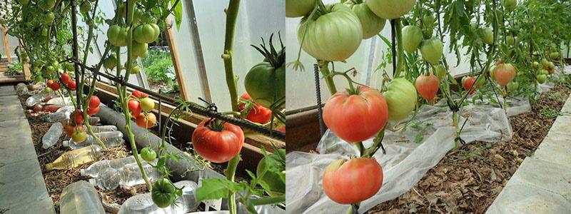 la esencia del método de cultivo de tomates sin regar.