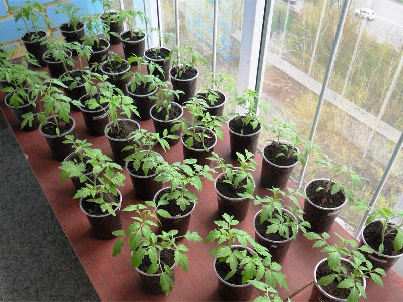 cultivo de plántulas de tomate