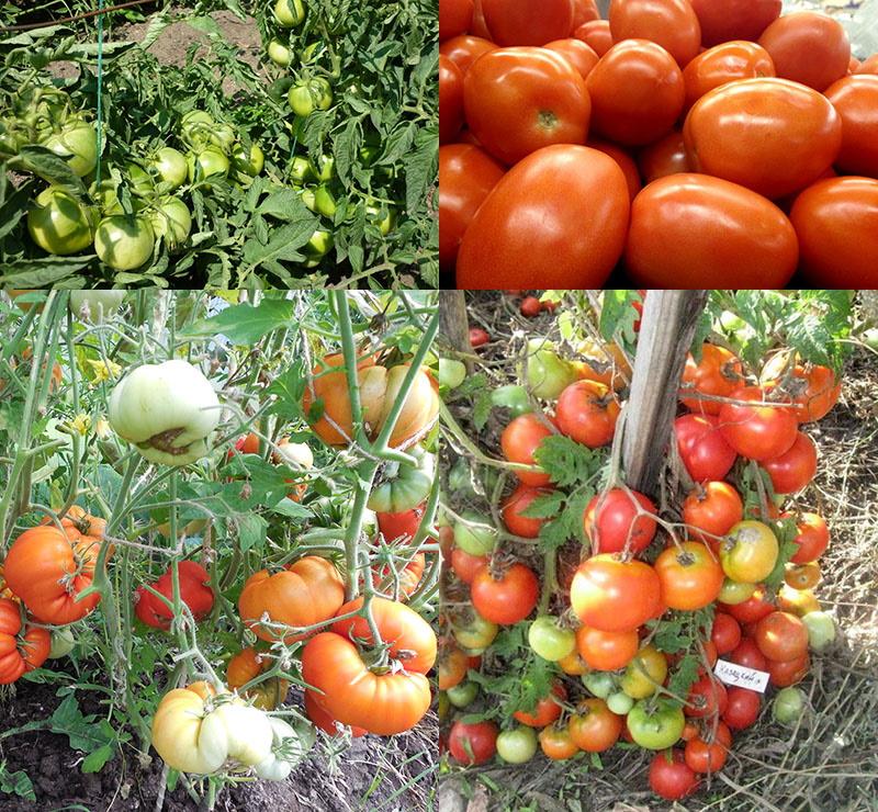 variedades de tomate para campo abierto