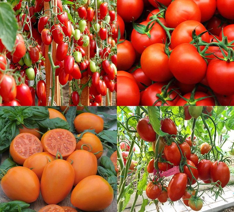 variedades de tomate para invernadero