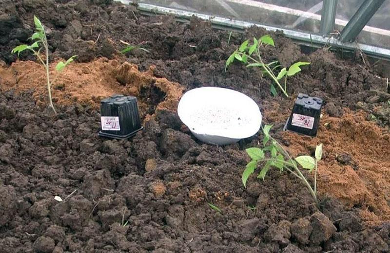 características de plantar un tomate