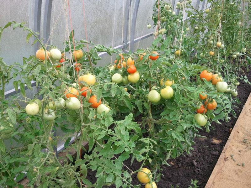 cómo cultivar tomates sin regar en invernadero