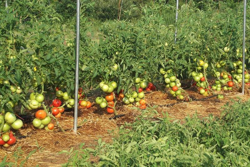 cómo cultivar tomates sin regar en campo abierto