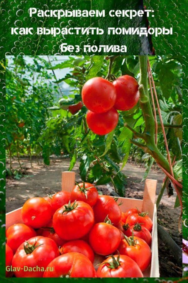 cómo cultivar tomates sin regar