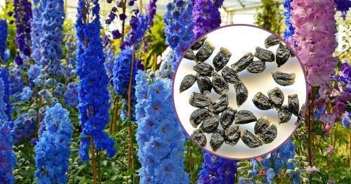 comment faire pousser un delphinium à partir de graines