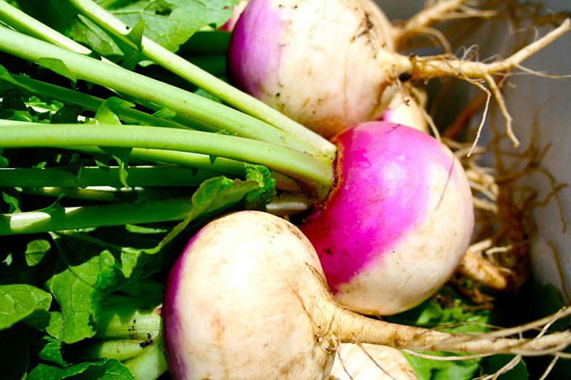 qu'est-ce que le rutabaga et à quoi ressemble-t-il