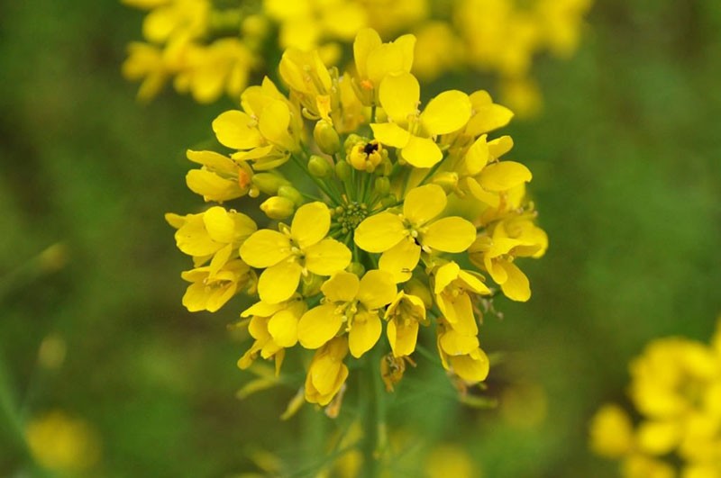 rutabaga en fleurs