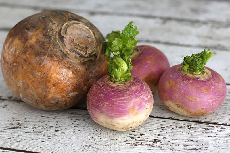 fruits de rutabaga