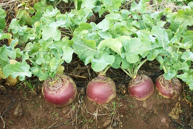 cultivo de colinabos