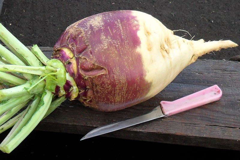 fruta alargada de piel dura