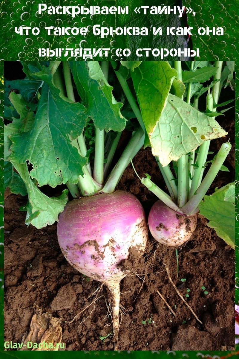 qu'est-ce que le rutabaga et à quoi ressemble-t-il