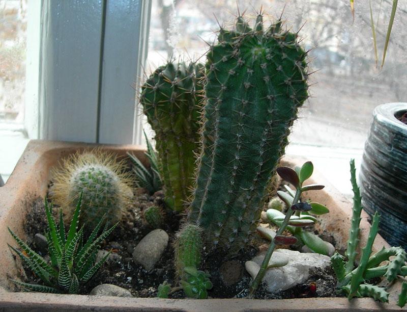 cactus sur le rebord de la fenêtre