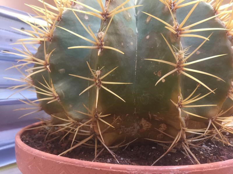 les cactus tombent malades aussi