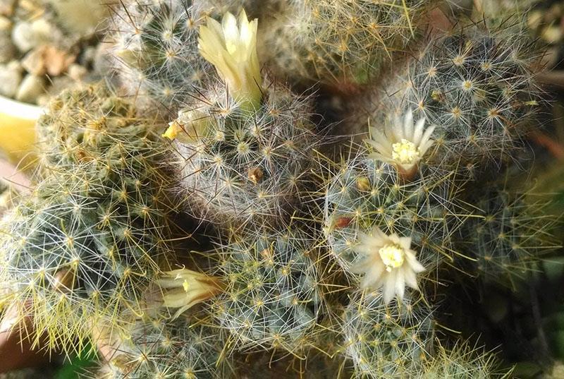 le cactus fleurit dans des conditions favorables