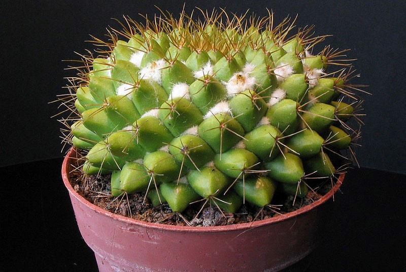 maladies des cactus et leur traitement