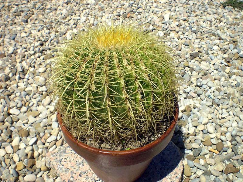 cactus sain