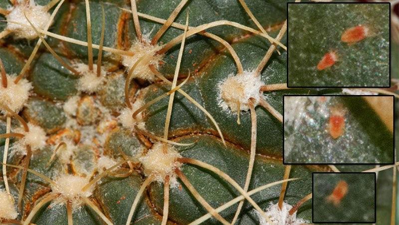 la présence de parasites sur le cactus