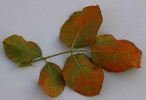 rouille sur les feuilles de rose