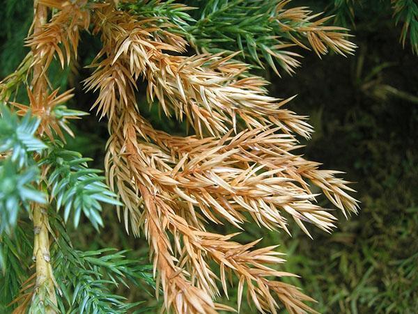 brotes marrones en thuja