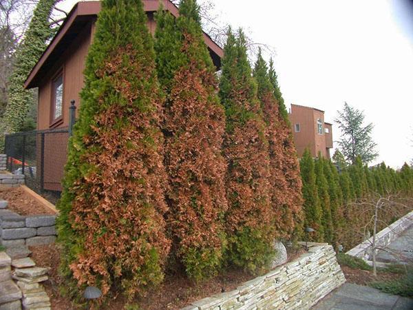 agujas marrones de thuja después del invierno