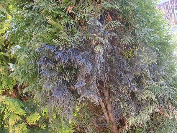 rastros de los efectos de la orina animal en las agujas de thuja