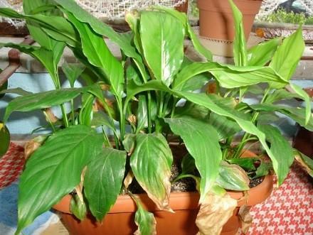 problèmes de croissance du spathiphyllum