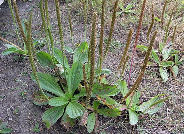 banane plantain