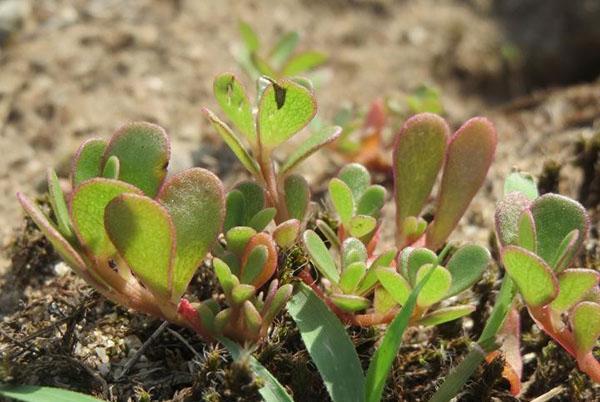 purslane