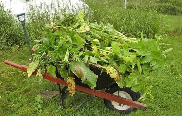 malezas comunes en el jardín