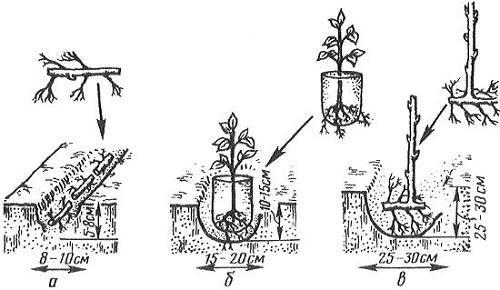 plantar frambuesas en primavera