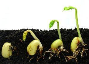 brotes de plántulas