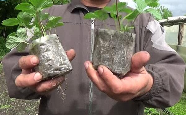 plántulas de fresa