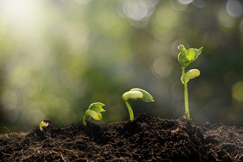 fertilizante para estimular el crecimiento de las plantas