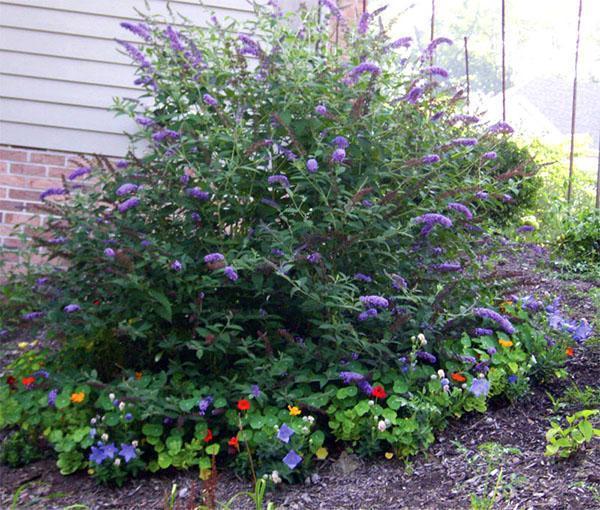 buddleya nahno bleu