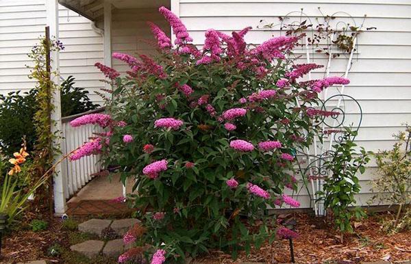 délice rose buddleya